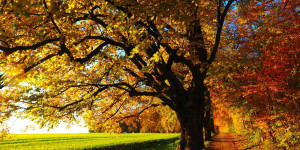 Beitragsbild des Blogbeitrags Herbst 2.0