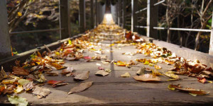 Beitragsbild des Blogbeitrags Wunderbarer Herbst