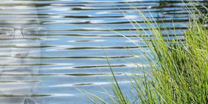 Beitragsbild des Blogbeitrags Simplify my life oder Wolf´s Rückzug?