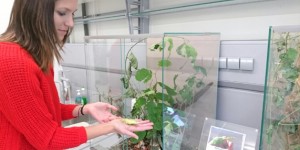 Beitragsbild des Blogbeitrags :: 10 Fragen an berufstätige BiologInnen: Lisa Fischinger – Studienassistentin „Bio für Kids & Teens“