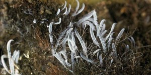 Beitragsbild des Blogbeitrags :: Masterarbeit: Zoothamnium niveum – kleiner Ziliat mit großer Rolle in der Symbiosen-Forschung 