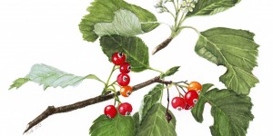Beitragsbild des Blogbeitrags ::“Wiener Schule der botanischen Illustration“ – Ein neuer Verein in Österreich! 