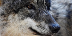 Beitragsbild des Blogbeitrags :: Wie steht es um den Wolf? – Interviewreihe mit europäischen ForscherInnen