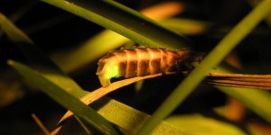 Beitragsbild des Blogbeitrags :: Glühwürmchen – mit Leuchtkraft gegen die Schneckenplage