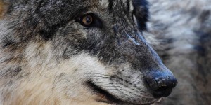 Beitragsbild des Blogbeitrags :: Wie steht es um den Wolf? – Interviewreihe mit europäischen ForscherInnen 