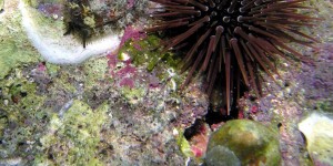 Beitragsbild des Blogbeitrags :: 10 Fragen an berufstätige BiologInnen: Andreas Kroh – Paläontologe im Naturhistorischen Museum