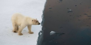 Beitragsbild des Blogbeitrags :: Wildtiere: Die Gewinner und Verlierer 2019