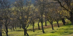 Beitragsbild des Blogbeitrags Veranstaltungstipp :: ArtenReich Streuobstwiese