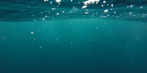 Beitragsbild des Blogbeitrags :: Meeresbiologische Urlaubsbeobachtungen mit einfachen Mitteln