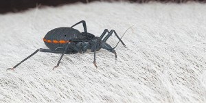 Beitragsbild des Blogbeitrags :: Der Einsatz von Raubwanzen zur Gewinnung von Blutproben in Zoologischen Gärten