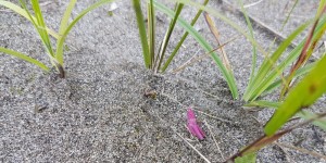 Beitragsbild des Blogbeitrags :: Die Meister der Tarnung oder doch nicht?