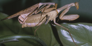 Beitragsbild des Blogbeitrags :: Das bizarre (Liebes)leben von Insekten & Co 