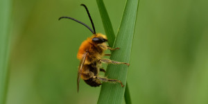 Beitragsbild des Blogbeitrags :: Von Einzelgängern und Geselligen – Vielfalt der Wildbienen 