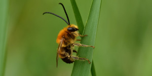 Beitragsbild des Blogbeitrags :: Von Einzelgängern und Geselligen – Vielfalt der Wildbienen