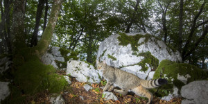Beitragsbild des Blogbeitrags Rezension: „Europas Kleine Tiger“ von Christine Sonvilla