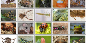 Beitragsbild des Blogbeitrags Das Tierökologie-Zertifikat 