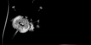 Beitragsbild des Blogbeitrags Der Wille zum Leben!