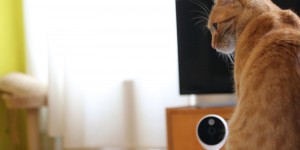 Beitragsbild des Blogbeitrags A1 Smart Home: Wissen, was die Katze gerade macht