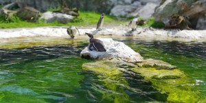 Beitragsbild des Blogbeitrags Mit dem Samsung Galaxy S9+ auf Foto-Walk
