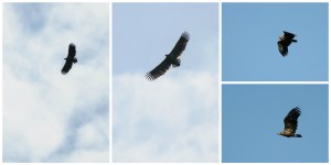 Beitragsbild des Blogbeitrags Seeadler beobachten im Nationalpark Donauauen 