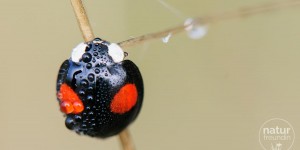 Beitragsbild des Blogbeitrags Asiatische Marienkäfer setzen sich durch