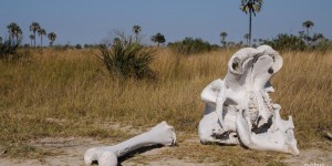 Beitragsbild des Blogbeitrags Fotosafari in Botswana / Südafrika, 1. Teil