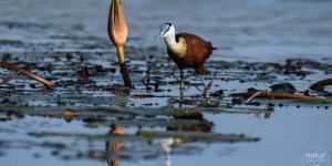 Beitragsbild des Blogbeitrags Reisebericht Botswana – Safari zu Wasser und Land in Chobe