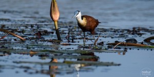 Beitragsbild des Blogbeitrags Reisebericht Botswana – Safari zu Wasser und Land in Chobe 