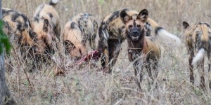 Beitragsbild des Blogbeitrags Verhör der Wildhund Bande im Chobe Nationalpark 