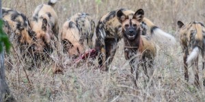 Beitragsbild des Blogbeitrags Verhör der Wildhund Bande im Chobe Nationalpark