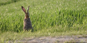 Beitragsbild des Blogbeitrags Alles neu macht 2018 – Natur inklusive