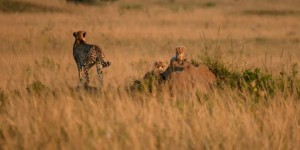 Beitragsbild des Blogbeitrags Phinda – der Safari Geheimtipp in Südafrika 