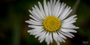 Beitragsbild des Blogbeitrags Wildkräuter – Frühjahrsputz für den Körper