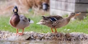 Beitragsbild des Blogbeitrags Unsere Enten – Ein Tête-à-Tête im Gartenteich