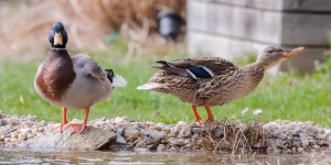 Beitragsbild des Blogbeitrags Unsere Enten – Ein Tête-à-Tête im Gartenteich 