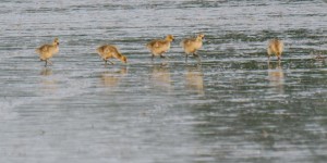 Beitragsbild des Blogbeitrags Kurzes VTNÖ Treffen im Nationalpark Neusiedler See