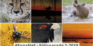 Beitragsbild des Blogbeitrags FopaNet – das 1. Halbjahr 2018 in Bildern 