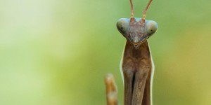 Beitragsbild des Blogbeitrags Interview mit Frau Mantis, einer Gottesanbeterin. 