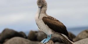 Beitragsbild des Blogbeitrags Galapagos – ein außergewöhnliches Reiseziel für Naturliebhaber 