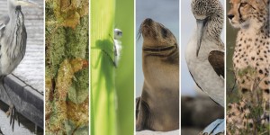 Beitragsbild des Blogbeitrags Naturfotografie – Hobby, Spannung und Entspannung