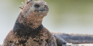 Beitragsbild des Blogbeitrags Traumreise: 6 Tage Kreuzfahrt auf den Galapagosinseln 