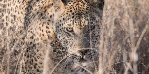 Beitragsbild des Blogbeitrags Sabi Sabi – ein perfektes Reiseziel für Naturfotografie