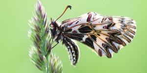 Beitragsbild des Blogbeitrags Naturfotografie im Frühling