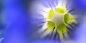 Beitragsbild des Blogbeitrags Fotografieren auf der Tauplitzalm
