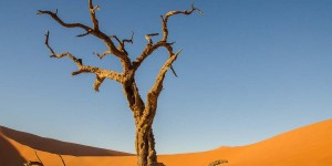 Beitragsbild des Blogbeitrags Sossusvlei, Dead Vlei und viele Naturfotos