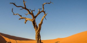 Beitragsbild des Blogbeitrags Sossusvlei, Dead Vlei und viele Naturfotos 