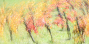 Beitragsbild des Blogbeitrags Mit der Natur und Kreativität durch den Lockdown