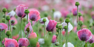 Beitragsbild des Blogbeitrags Mohnblumen – kreative Naturfotografie