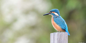 Beitragsbild des Blogbeitrags Fotoparade – Naturfotografie im Corona-Jahr