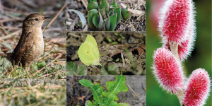 Beitragsbild des Blogbeitrags Naturgarten im Februar